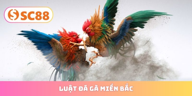 luật đá gà miền bắc